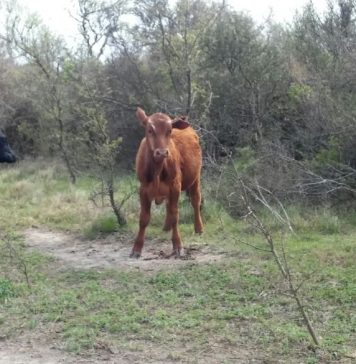 Recuperan cabezas de ganado sustraídas a un productor