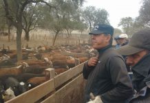 Estafa millonaria: Recuperan 410 vacunos en Huinca Renancó