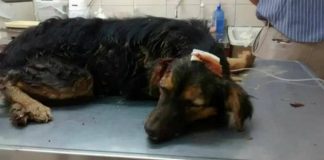 Corrientes: Bestia fractura cráneo a un perro y lo enterró vivo