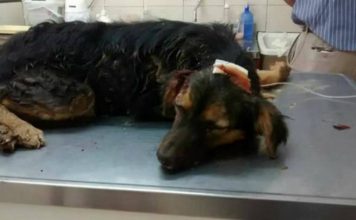 Corrientes: Bestia fractura cráneo a un perro y lo enterró vivo